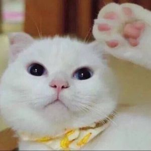 Meet your Posher, Noemie